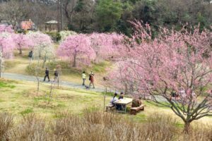 かざはやの里、梅、2月の春の花、三重県津市の観光・撮影スポットの画像と写真
