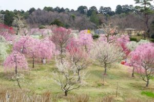 かざはやの里、梅、2月の春の花、三重県津市の観光・撮影スポットの画像と写真
