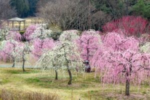 かざはやの里、梅、2月の春の花、三重県津市の観光・撮影スポットの画像と写真