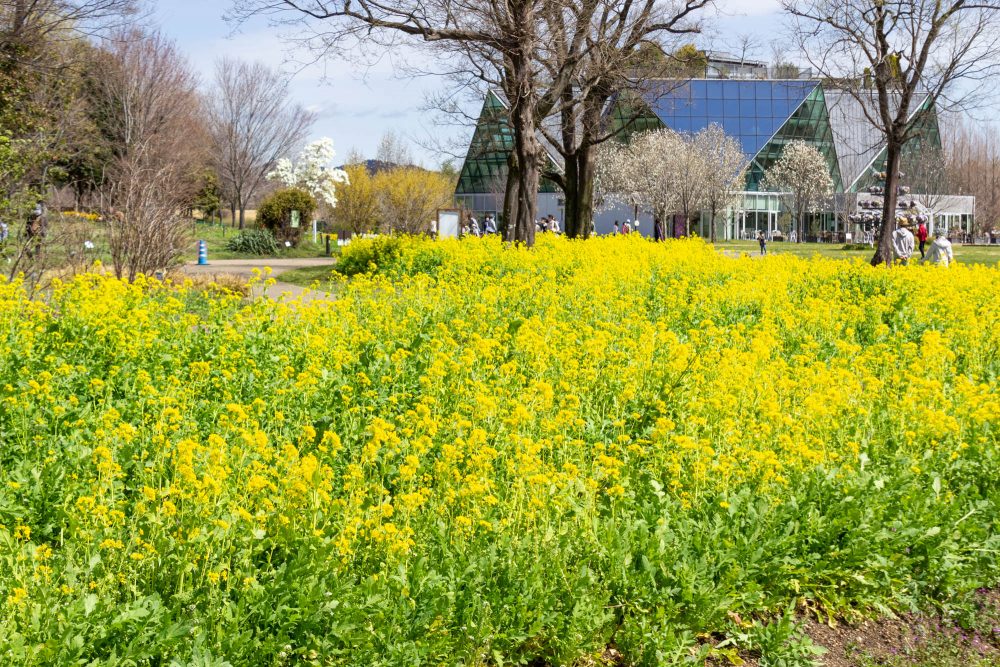 フラワーパーク江南、菜の花、3月春の花、愛知県江南市の観光・撮影スポットの名所