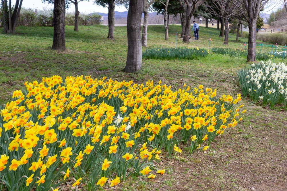フラワーパーク江南、水仙、3月春の花、愛知県江南市の観光・撮影スポットの名所