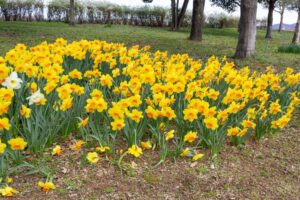 フラワーパーク江南、水仙、3月春の花、愛知県江南市の観光・撮影スポットの名所