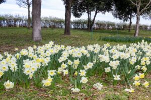 フラワーパーク江南、水仙、3月春の花、愛知県江南市の観光・撮影スポットの名所