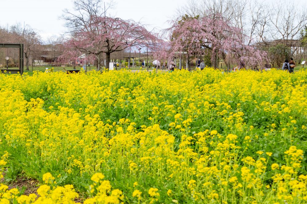フラワーパーク江南、菜の花、3月春の花、愛知県江南市の観光・撮影スポットの名所