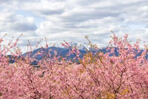杭瀬川スポーツ公園、河津桜、3月春の花、岐阜県大垣市の観光・撮影スポットの名所