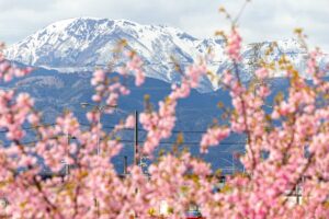 杭瀬川スポーツ公園、河津桜、3月春の花、岐阜県大垣市の観光・撮影スポットの名所