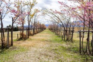 杭瀬川スポーツ公園、河津桜、3月春の花、岐阜県大垣市の観光・撮影スポットの名所