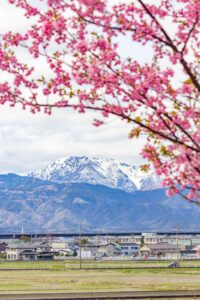 杭瀬川スポーツ公園、河津桜、3月春の花、岐阜県大垣市の観光・撮影スポットの名所