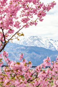 杭瀬川スポーツ公園、河津桜、3月春の花、岐阜県大垣市の観光・撮影スポットの名所