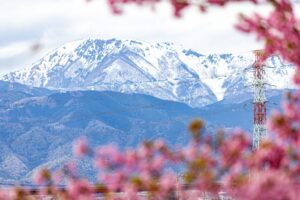 杭瀬川スポーツ公園、河津桜、3月春の花、岐阜県大垣市の観光・撮影スポットの名所