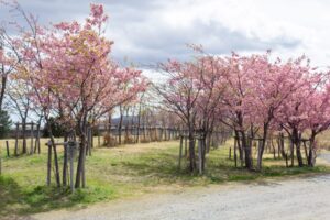 杭瀬川スポーツ公園、河津桜、3月春の花、岐阜県大垣市の観光・撮影スポットの名所
