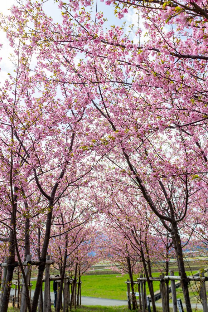 杭瀬川スポーツ公園、河津桜、3月春の花、岐阜県大垣市の観光・撮影スポットの名所