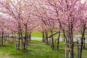 杭瀬川スポーツ公園、河津桜、3月春の花、岐阜県大垣市の観光・撮影スポットの名所