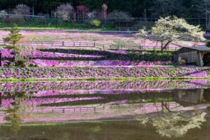 國田家の芝桜、4月の春の花、岐阜県郡上市の観光・撮影スポットの名所