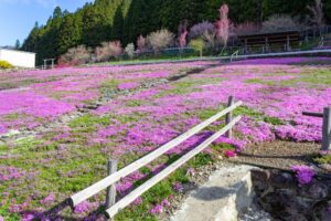 國田家の芝桜、4月の春の花、岐阜県郡上市の観光・撮影スポットの名所