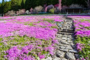 國田家の芝桜、4月の春の花、岐阜県郡上市の観光・撮影スポットの名所