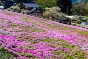 國田家の芝桜、4月の春の花、岐阜県郡上市の観光・撮影スポットの名所