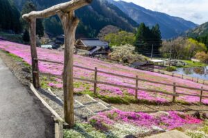 國田家の芝桜、4月の春の花、岐阜県郡上市の観光・撮影スポットの名所