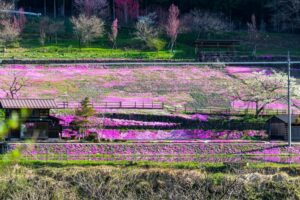 國田家の芝桜、4月の春の花、岐阜県郡上市の観光・撮影スポットの名所