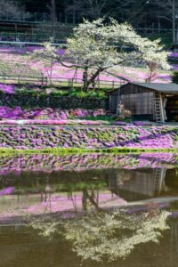 國田家の芝桜、4月の春の花、岐阜県郡上市の観光・撮影スポットの名所