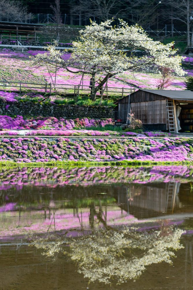 國田家の芝桜、4月の春の花、岐阜県郡上市の観光・撮影スポットの名所