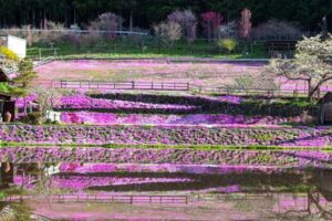 國田家の芝桜、4月の春の花、岐阜県郡上市の観光・撮影スポットの名所