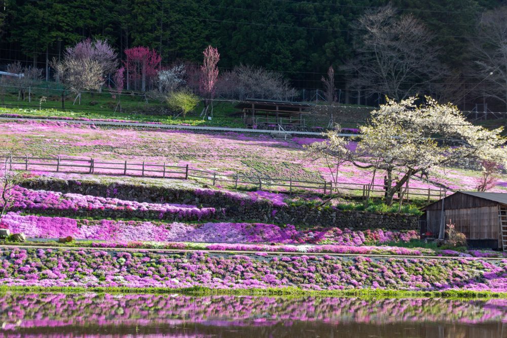 國田家の芝桜、4月の春の花、岐阜県郡上市の観光・撮影スポットの名所