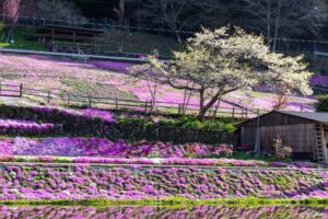 國田家の芝桜、4月の春の花、岐阜県郡上市の観光・撮影スポットの名所