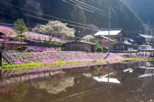 國田家の芝桜、4月の春の花、岐阜県郡上市の観光・撮影スポットの名所