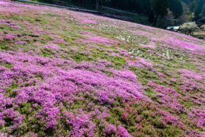 國田家の芝桜、4月の春の花、岐阜県郡上市の観光・撮影スポットの名所