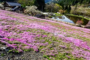 國田家の芝桜、4月の春の花、岐阜県郡上市の観光・撮影スポットの名所