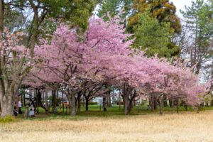 万葉公園、河津桜、3月春の花、愛知県一宮市の観光・撮影スポットの名所