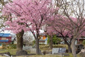 万葉公園、河津桜、3月春の花、愛知県一宮市の観光・撮影スポットの名所