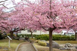 万葉公園、河津桜、3月春の花、愛知県一宮市の観光・撮影スポットの名所