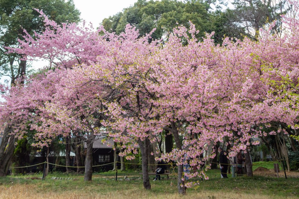 万葉公園、河津桜、3月春の花、愛知県一宮市の観光・撮影スポットの名所