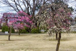 万葉公園、梅、3月春の花、愛知県一宮市の観光・撮影スポットの名所