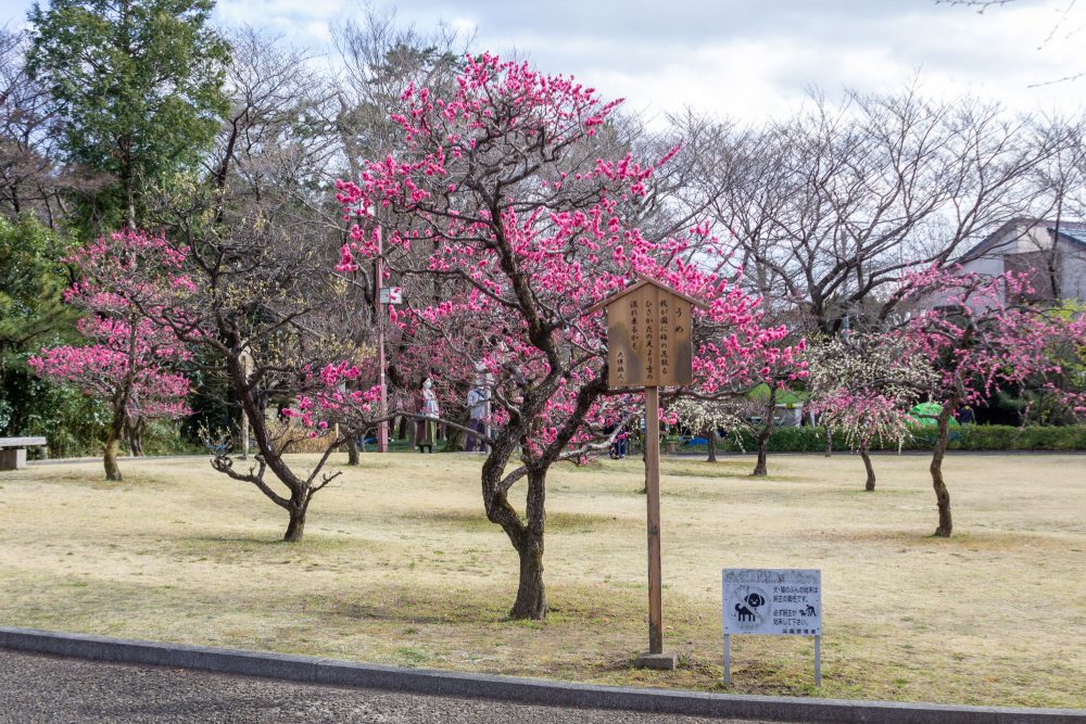 万葉公園、梅、3月春の花、愛知県一宮市の観光・撮影スポットの名所