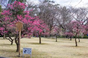 万葉公園、梅、3月春の花、愛知県一宮市の観光・撮影スポットの名所