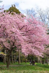 万葉公園、河津桜、3月春の花、愛知県一宮市の観光・撮影スポットの名所