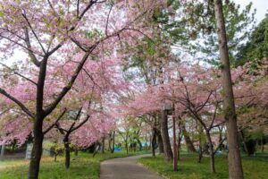万葉公園、河津桜、3月春の花、愛知県一宮市の観光・撮影スポットの名所