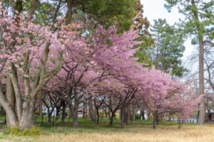 万葉公園、河津桜、3月春の花、愛知県一宮市の観光・撮影スポットの名所