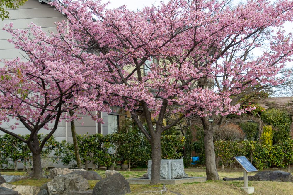 万葉公園、河津桜、3月春の花、愛知県一宮市の観光・撮影スポットの名所