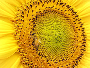 マルホ農園、ひまわり、7月の夏の花、三重県四日市市の観光・撮影スポットの名所