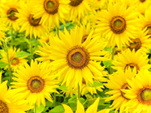 マルホ農園、ひまわり、7月の夏の花、三重県四日市市の観光・撮影スポットの名所