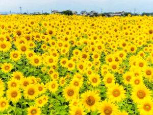 マルホ農園、ひまわり、7月の夏の花、三重県四日市市の観光・撮影スポットの名所