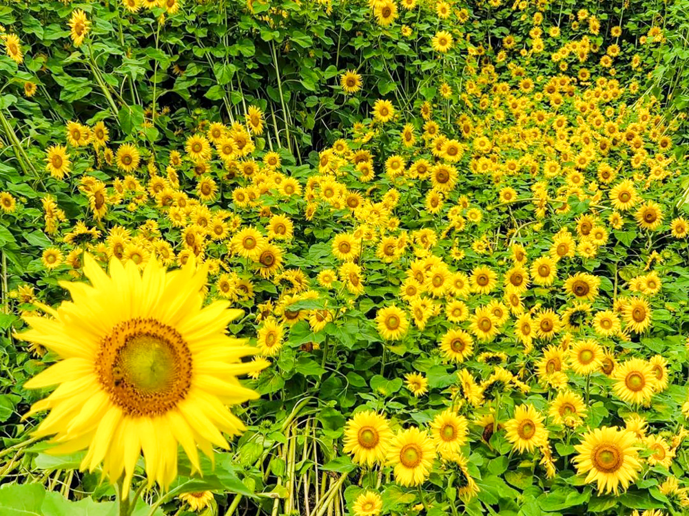 マルホ農園、ひまわり、7月の夏の花、三重県四日市市の観光・撮影スポットの名所