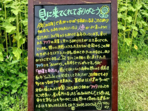 マルホ農園、ひまわり、7月の夏の花、三重県四日市市の観光・撮影スポットの名所