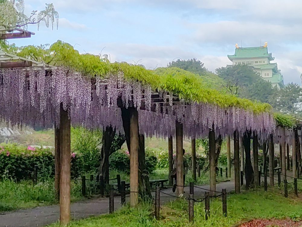 名城公園、藤、名古屋城、名古屋城、5月の夏の花。名古屋市北区の観光・撮影スポットの画像と写真