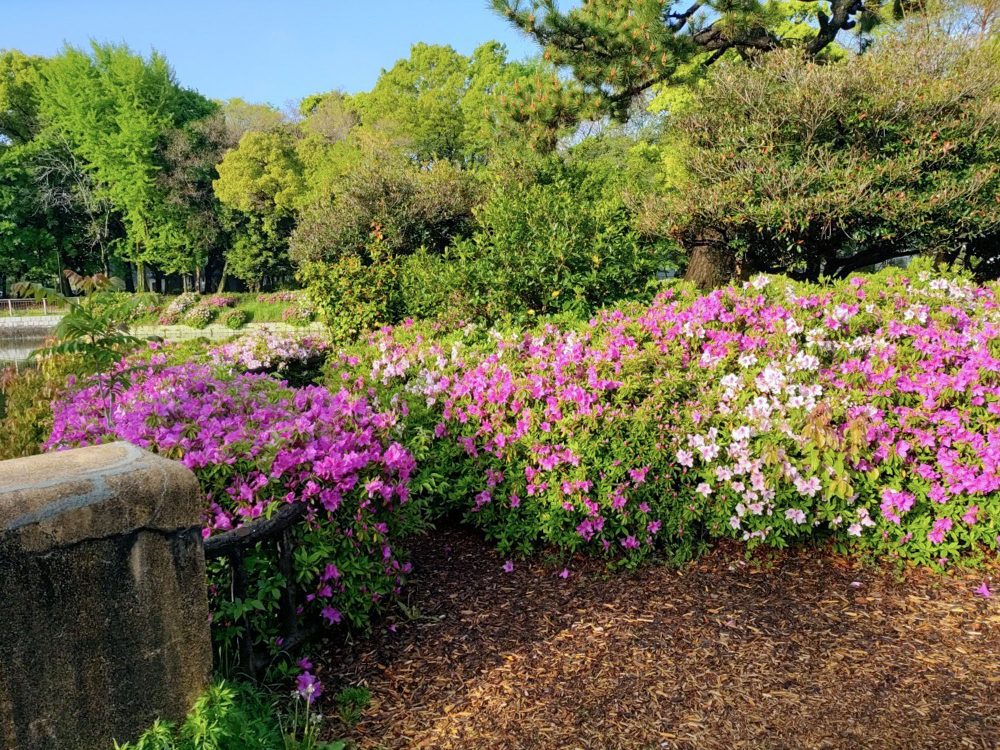 名城公園、つつじ、名古屋城、5月の夏の花。名古屋市北区の観光・撮影スポットの画像と写真