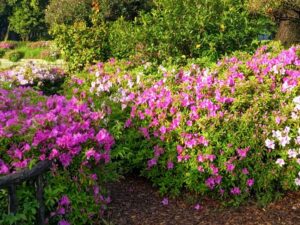 名城公園、つつじ、名古屋城、5月の夏の花。名古屋市北区の観光・撮影スポットの画像と写真
